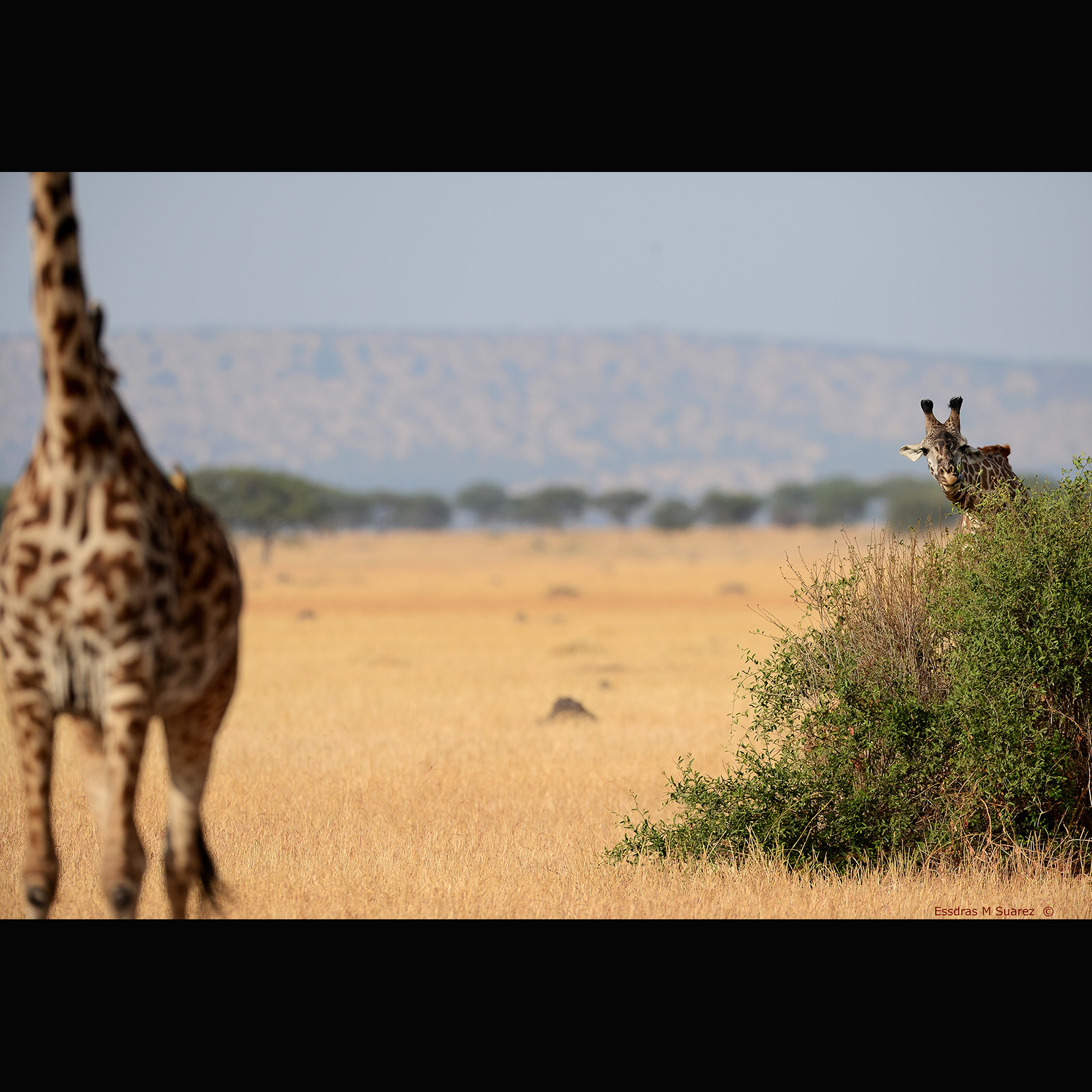 Serengeti National Park 082013   At the Grometi Camp at what is known as the Serengeti National Park's _____ Corridor near the border with Kenya. (Essdras M Suarez/ EMS Photography