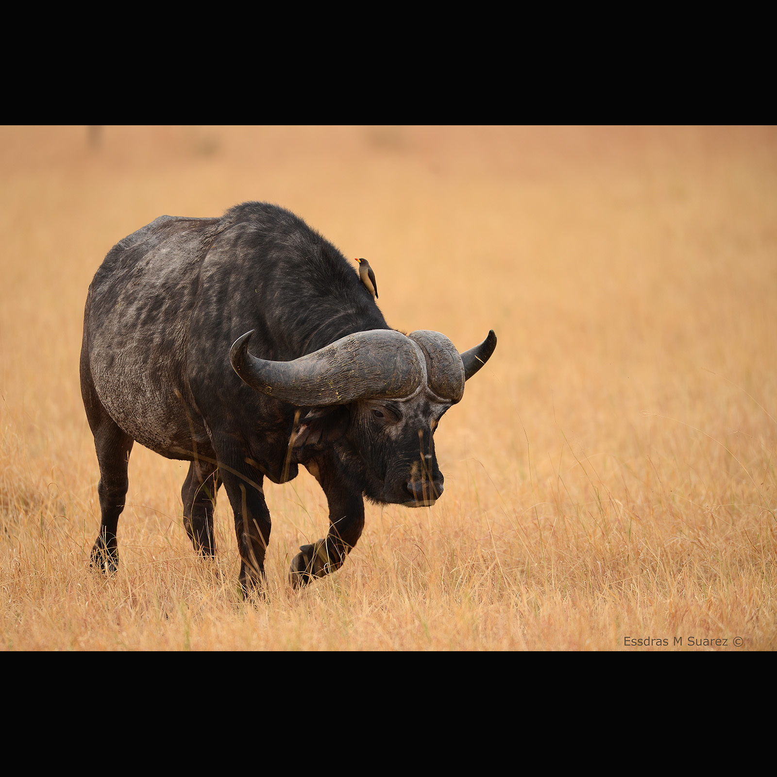 Serengeti National Park 082013   At the Grometi Camp at what is known as the Serengeti National Park's _____ Corridor near the border with Kenya. (Essdras M Suarez/ EMS Photography