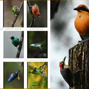 Two-day Bird & Nature Photography Workshop at the Bird's Nest/ On demand